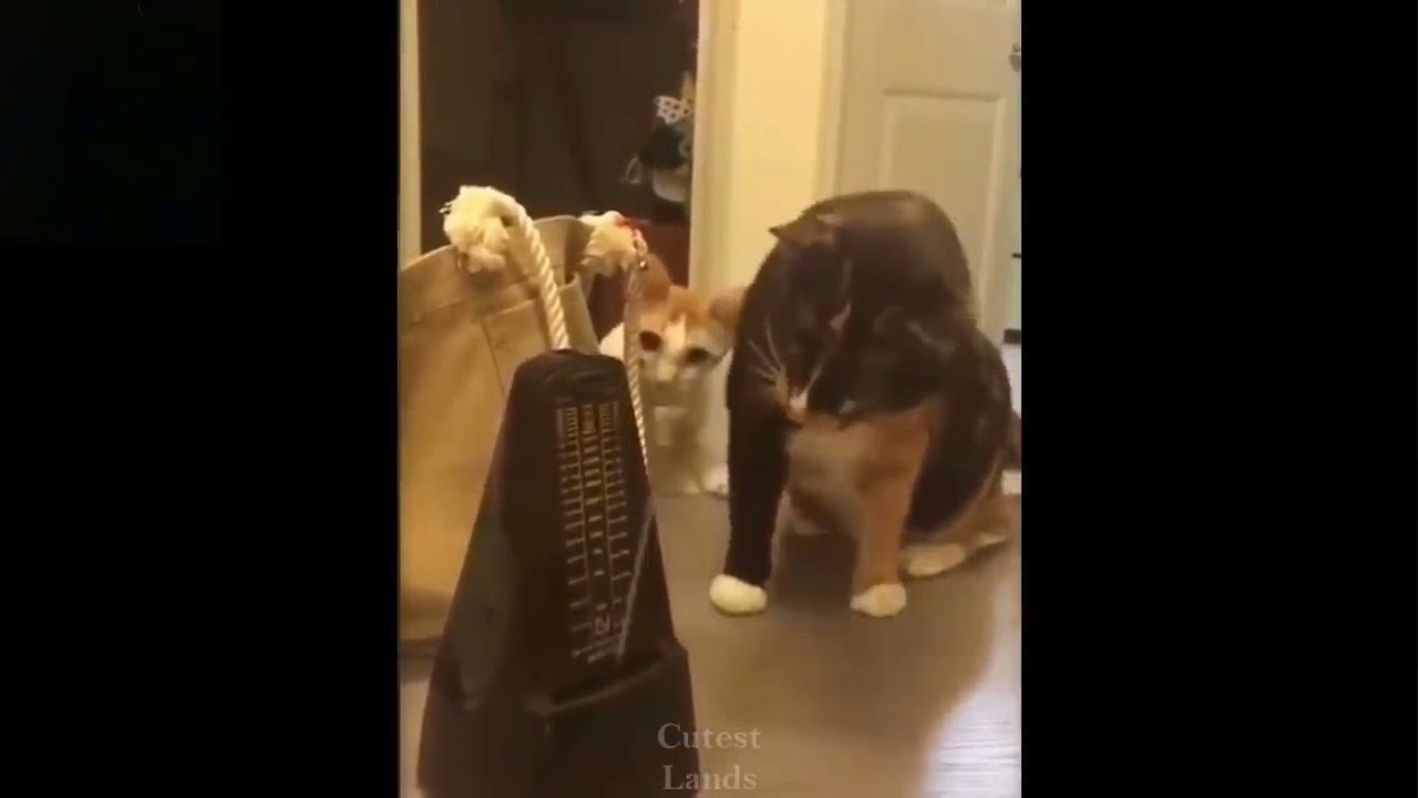 OMG so Funny Cats 😂 | Try Not To Laugh 🤣 
