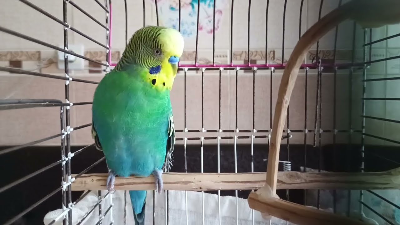 4 часа звуков любви для волнистого попугая 🐦 Уют & ASMR от одиночества