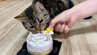 1歳の誕生日に初めてのケーキを爆食いする猫