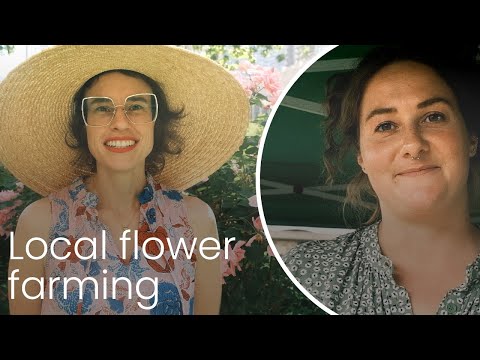 Vídeo: Rough Goldenrod Info – Aprenda sobre o cultivo de flores ásperas Goldenrod