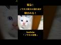 緊急!ノラネコ親子の隠れ家が壊される! #子猫保護 #野良猫保護 #ノラネコ屋敷