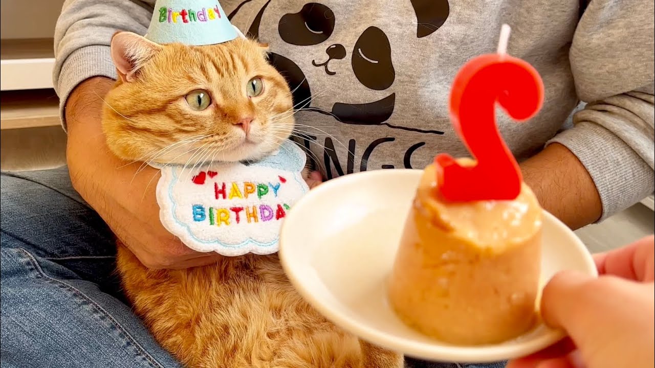 かぼちゃねこ様へ maxresdefault.jpg