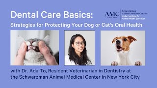 Dental Care Basics: Strategies for Protecting Your Dog or Cat's Oral Health