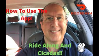 Doordash  How to use the app, ride along and cicadas!