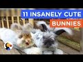 11 INSANELY CUTE BUNNIES : Bunny Video Compilation | The Dodo Best Of