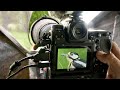 Exciting Bird Photography With Nikon Z9