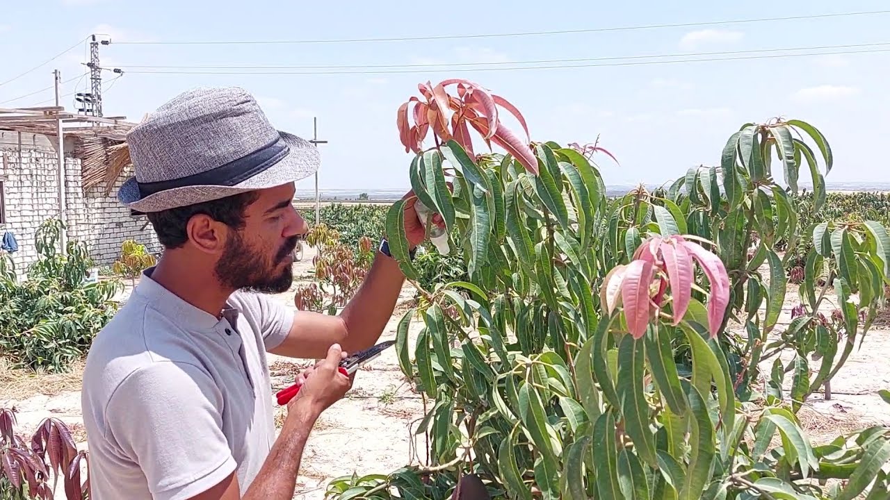 100 فدان مانجو | صنف الناعومي تقليم بعد العقد | 2023