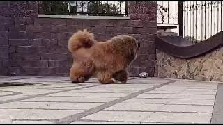 Tibetan mastiff and cat))