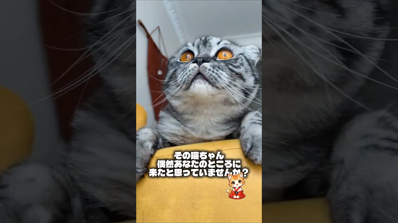 「なぜあの子は、私のところに来たんだろう…」猫に選ばれた理由 #スピリチュアル #猫のいる暮らし