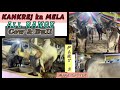All range cow at maaz cattle farm part 2 biggest kankrej showcasebiggestbullkolkatacow2024