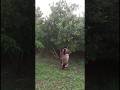 hybrid cashew nut tree in our farm #shorts#fruits and seeds#farming :