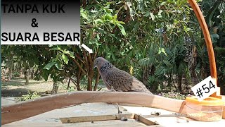 suara tekukur besar tanpa kuk