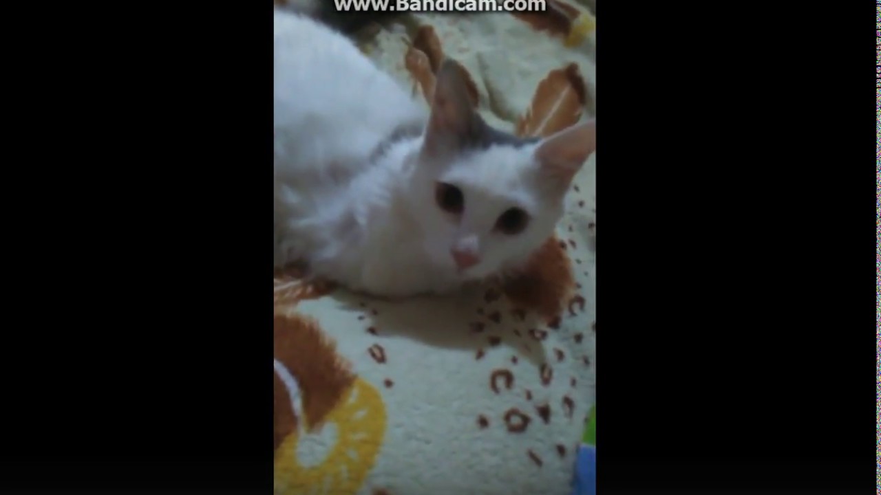 Ты мой миленький хорошенький мой котик песня