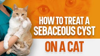 How to Treat a Sebaceous Cyst on a Cat by OurFitPets 12,864 views 1 year ago 3 minutes, 29 seconds