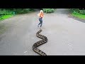 Giant Snake Attack In Real Life!! Terrifying!!
