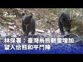 臺灣烏熊數量增加