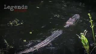 Alligator Swims with babies