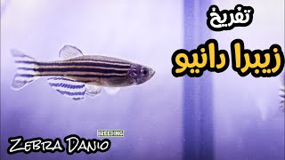 تفريخ الزيبرا دانيو مع الخطوات ... Zebra Danio breeding step by step