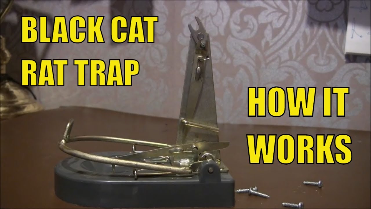 How A Black Cat Rat Trap Works YouTube