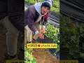 تقياد فراولة اسبانيا موسم جني الفراولة نصائح  الآن المغرب فلاحة   