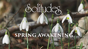 Dan Gibson’s Solitudes - Northwood | Spring Awakening