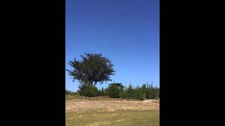 Crow dive bombing a hawk!