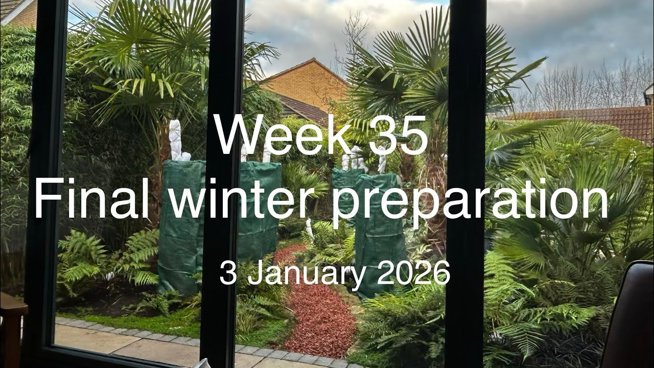 Tropical Garden - week 35 - Weekly garden walkthrough - 3 January 2026