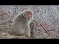  snow monkey    ecology of the wild snow monkey 2023