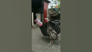 Thumbnail of Turkey Tom gobbles in response to whistling. / gobbling turkey bird.