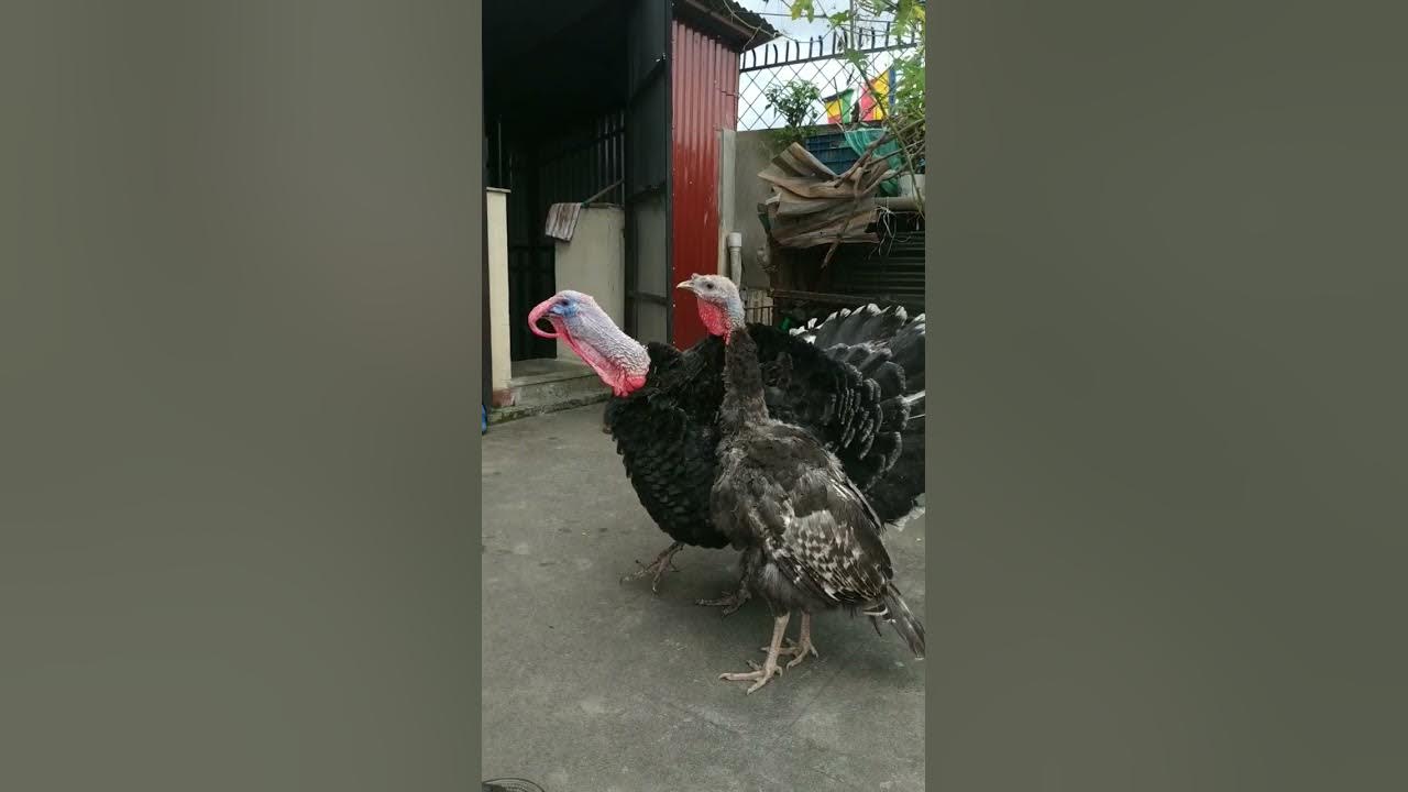 Turkey Tom gobbles in response to whistling. / gobbling turkey bird.