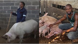 I left my career to start a pig farm in Nigeria that generates me millions