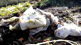 видео: как укрываю персик сорта Ван Голд картинка: как укрываю персик сорта Ван Голд