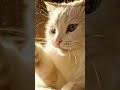cat video
