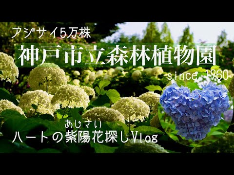 幸せのハートのあじさい 神戸市立森林植物園アジサイ５万株 マイクロツーリズム たくさんのアナベルが綺麗です 植物園お散歩vlog Youtube