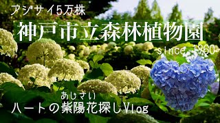 幸せのハートのあじさい 神戸市立森林植物園アジサイ５万株 マイクロツーリズム たくさんのアナベルが綺麗です 植物園お散歩vlog Youtube