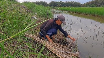 Cắm Câu , Trúng Bầy Cá Lóc Lứa Mắc Câu Kéo Gục Cần Liên Tiếp Dưới Ruộng Lúa