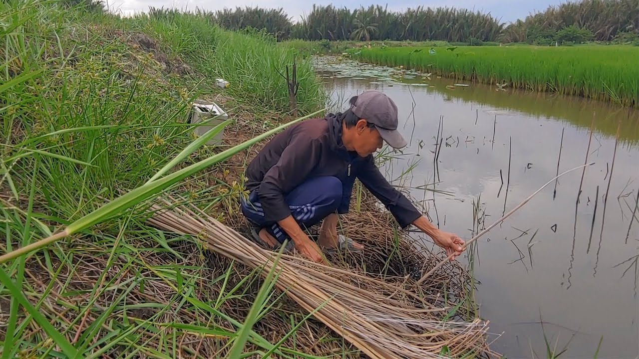 Cắm Câu , Trúng Bầy Cá Lóc Lứa Mắc Câu Kéo Gục Cần Liên Tiếp Dưới Ruộng Lúa