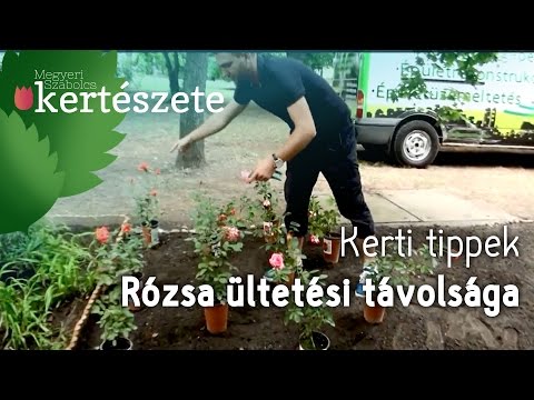 Videó: Fehér rózsafajták – Ismerje meg a fehér rózsa különböző típusait