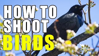 How to photograph small birds!