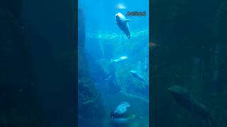 Adorable Harbour Seals Enjoy A Playful Swim