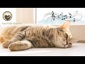 Soothing Music to Relax and Calm Cats - Deep Relaxation Music