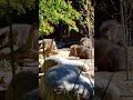 Chacoan Peccary at the San Diego Zoo Safari Park