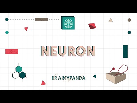 Anatomi Neuron | Ilmu Biomedik Dasar | Brainy Panda