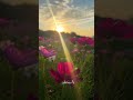 #shortvideo #foryou #solawatmerdu #fypシ゚viral