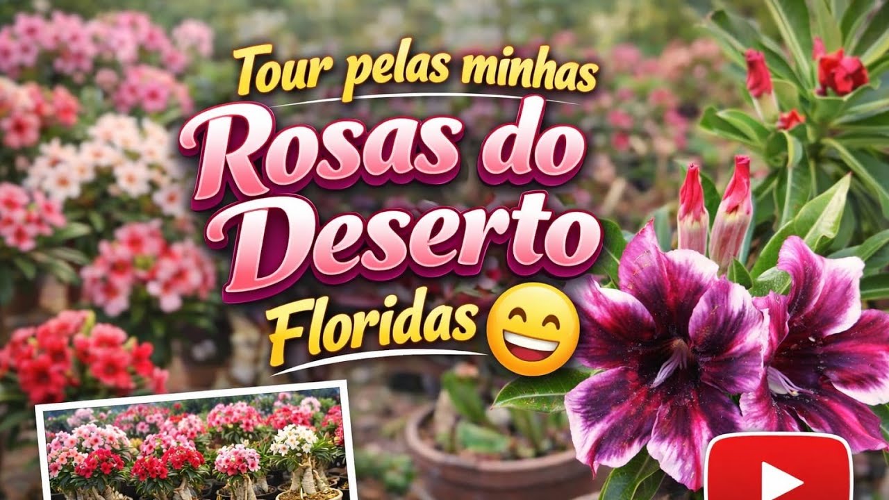 Tour pelas minhas Rosas do deserto floridas 😃