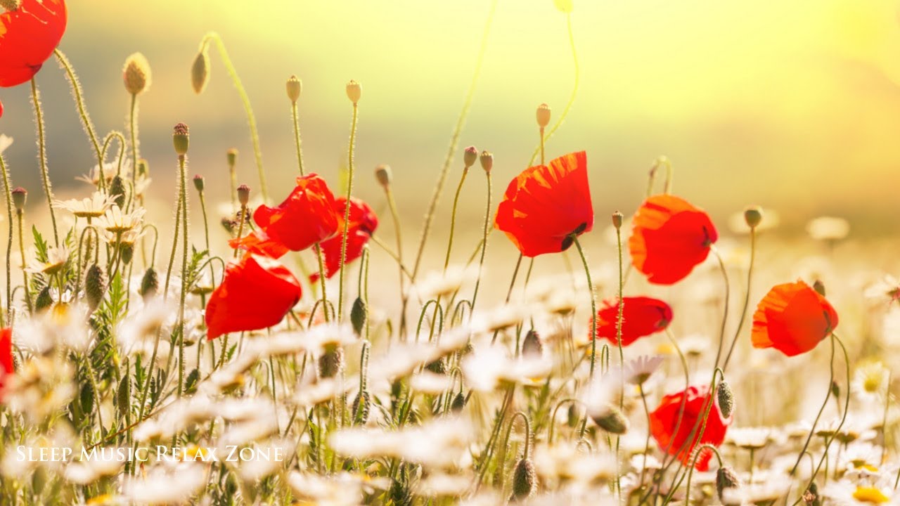 relaxation spa Calming Music: Music to Sleep, Finest Meditation Music, Relaxation in Nature, Zen Garden ❁S17