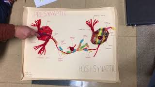 Bailey, Audrey, and Emily's candy neuron