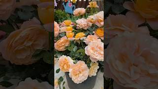 Home Garden Decor🌺 You'll Get Amaze 🌸😯#gardening​ #flowers​ #plants​ #asmr​ #garden​ #nature​ #diy​