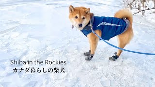 Shiba Inu is particular about where she poops even on an extremely cold -18°C day [4K] by Shiba in the Rockies / カナダ暮らしの柴犬 39,630 views 3 months ago 6 minutes, 35 seconds