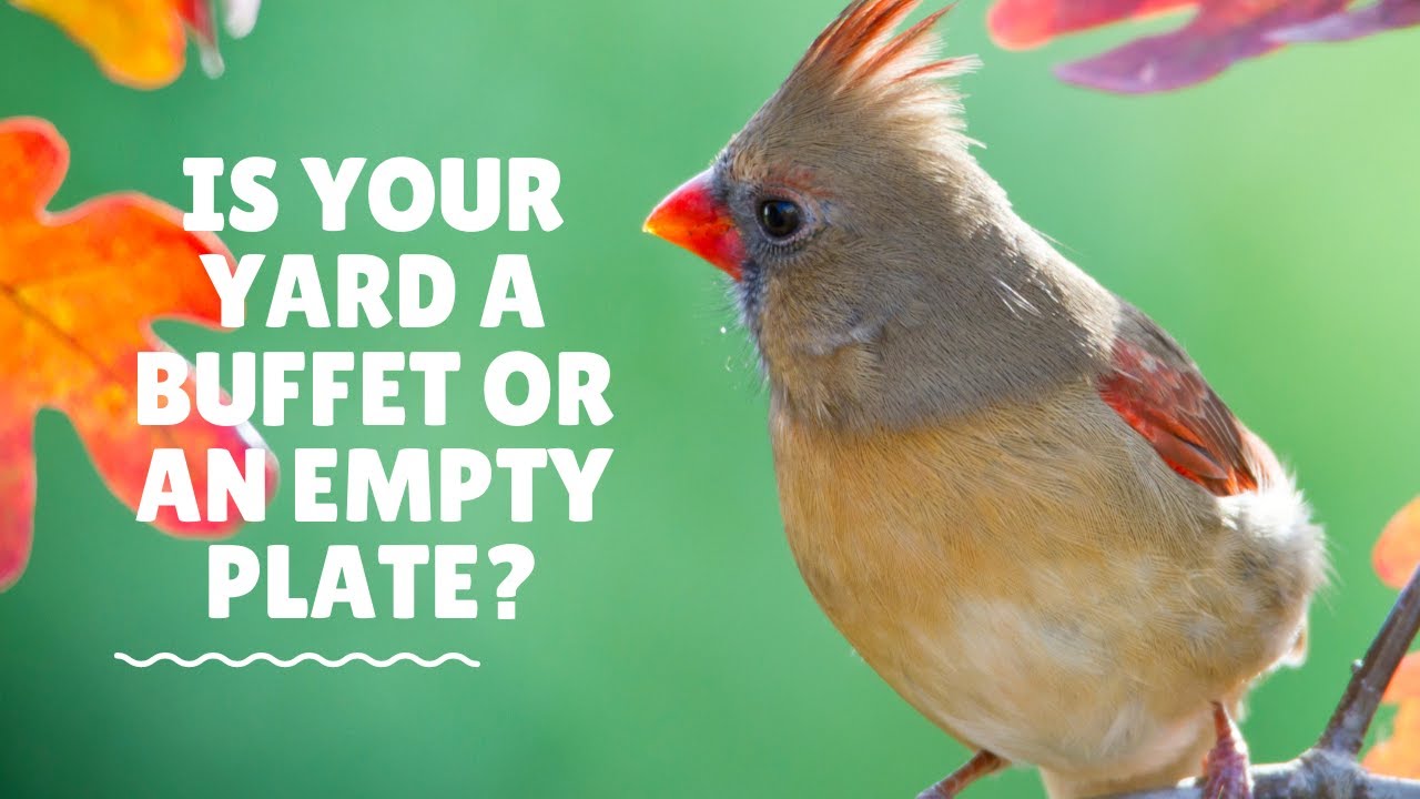 Native Trees and Shrubs for Illinois Wildlife: Trees that bear fruit/nuts/seeds in Fall